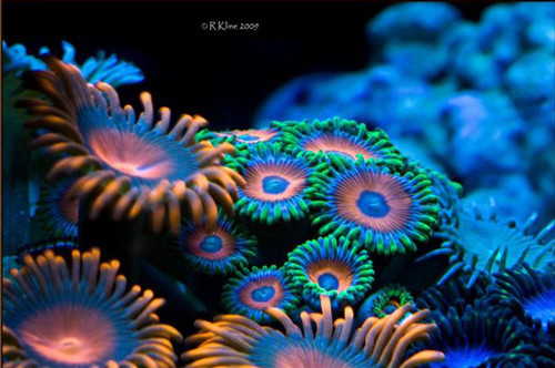 Nice Coral
