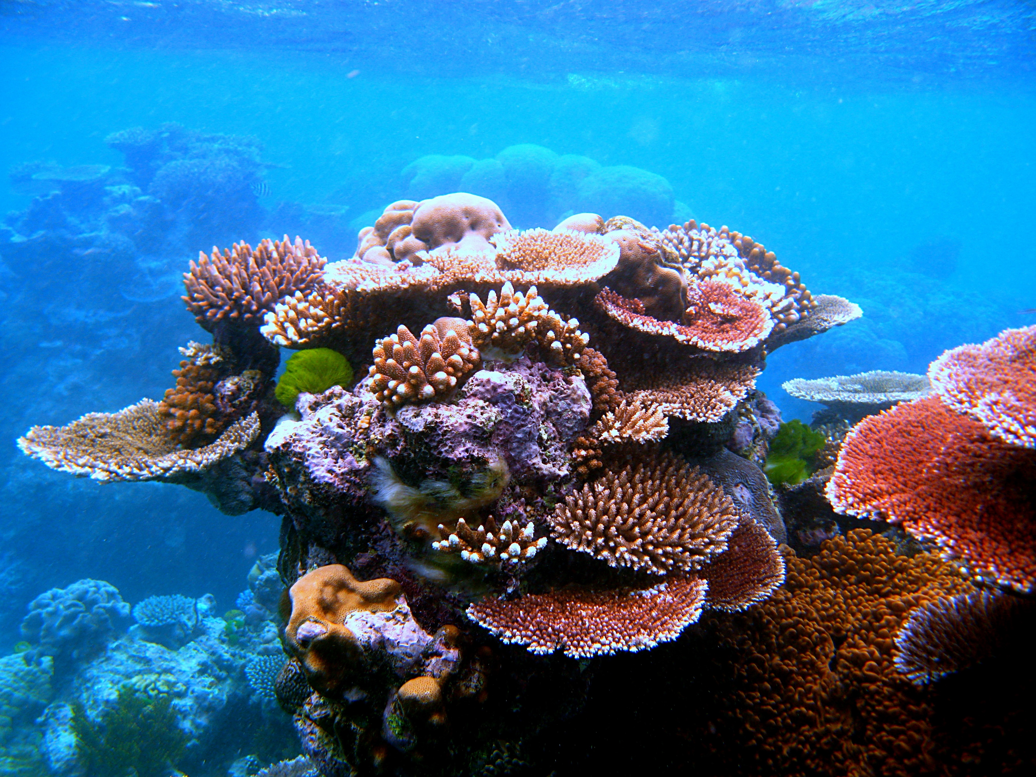Cute Coral
