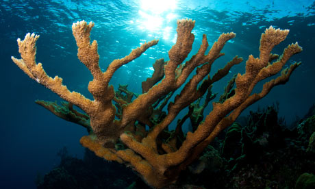 Coral photo 