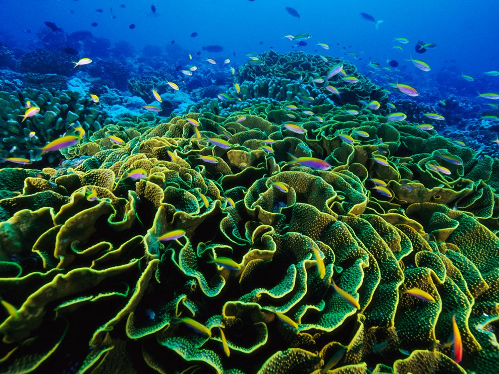 Coral wallpaper