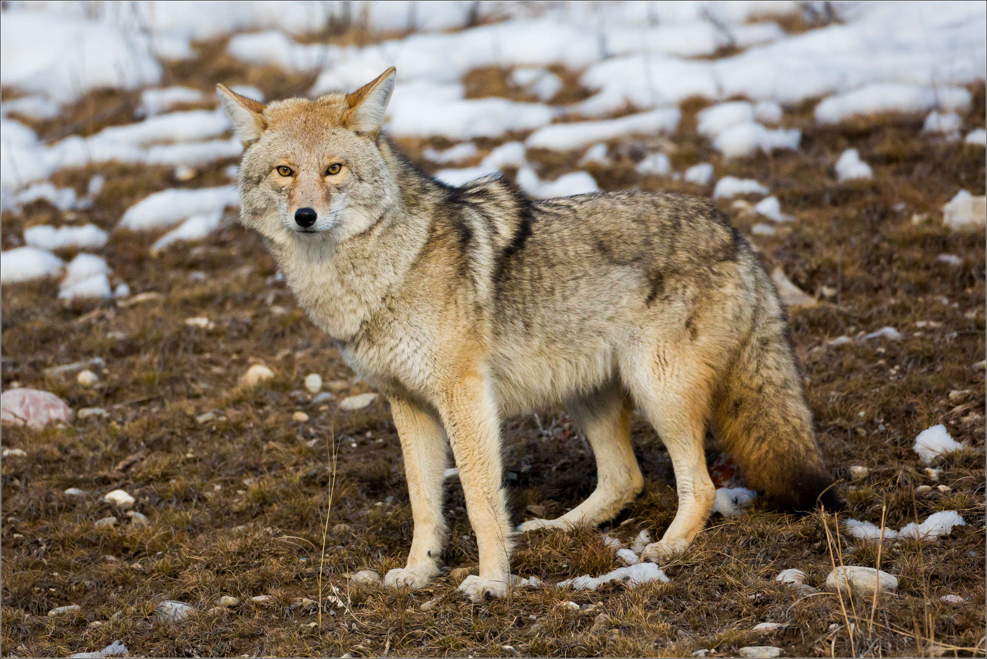 Cool Coyote
