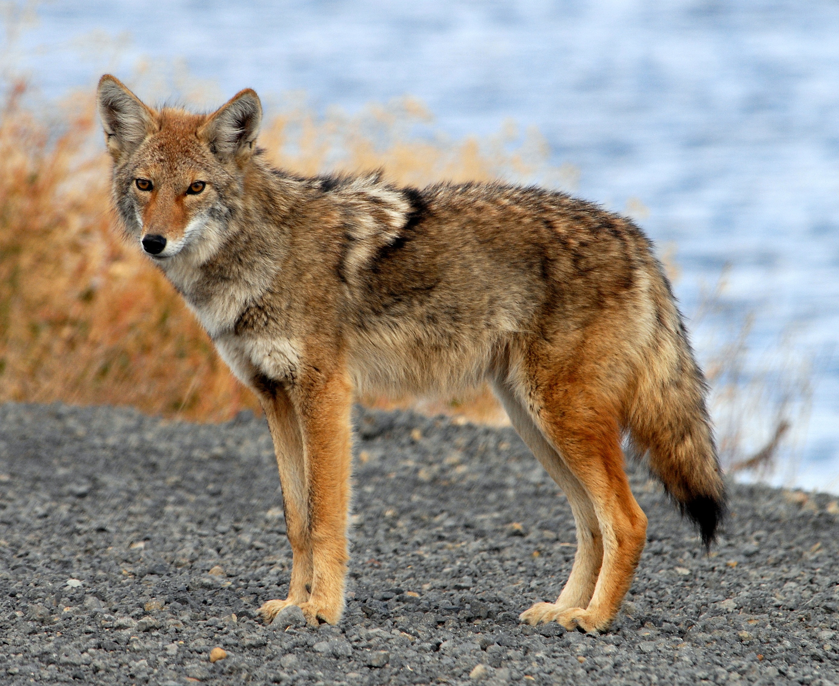 Coyote photo 