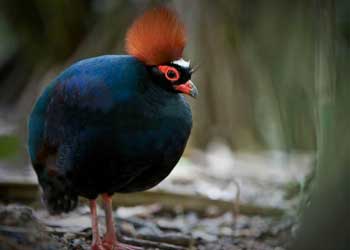 Crested wood-partridge