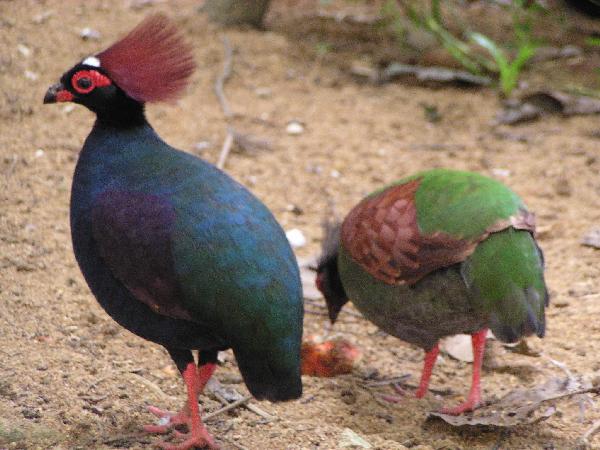 Pretty Crested wood-partridge
