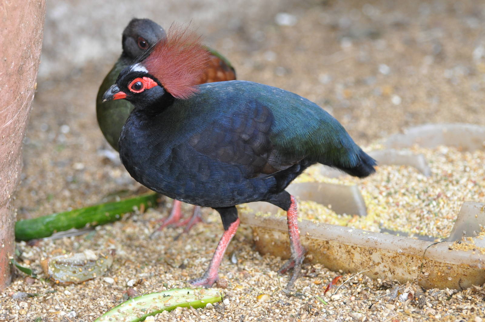 Pretty Crested wood-partridge