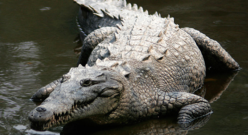Nice Crocodile