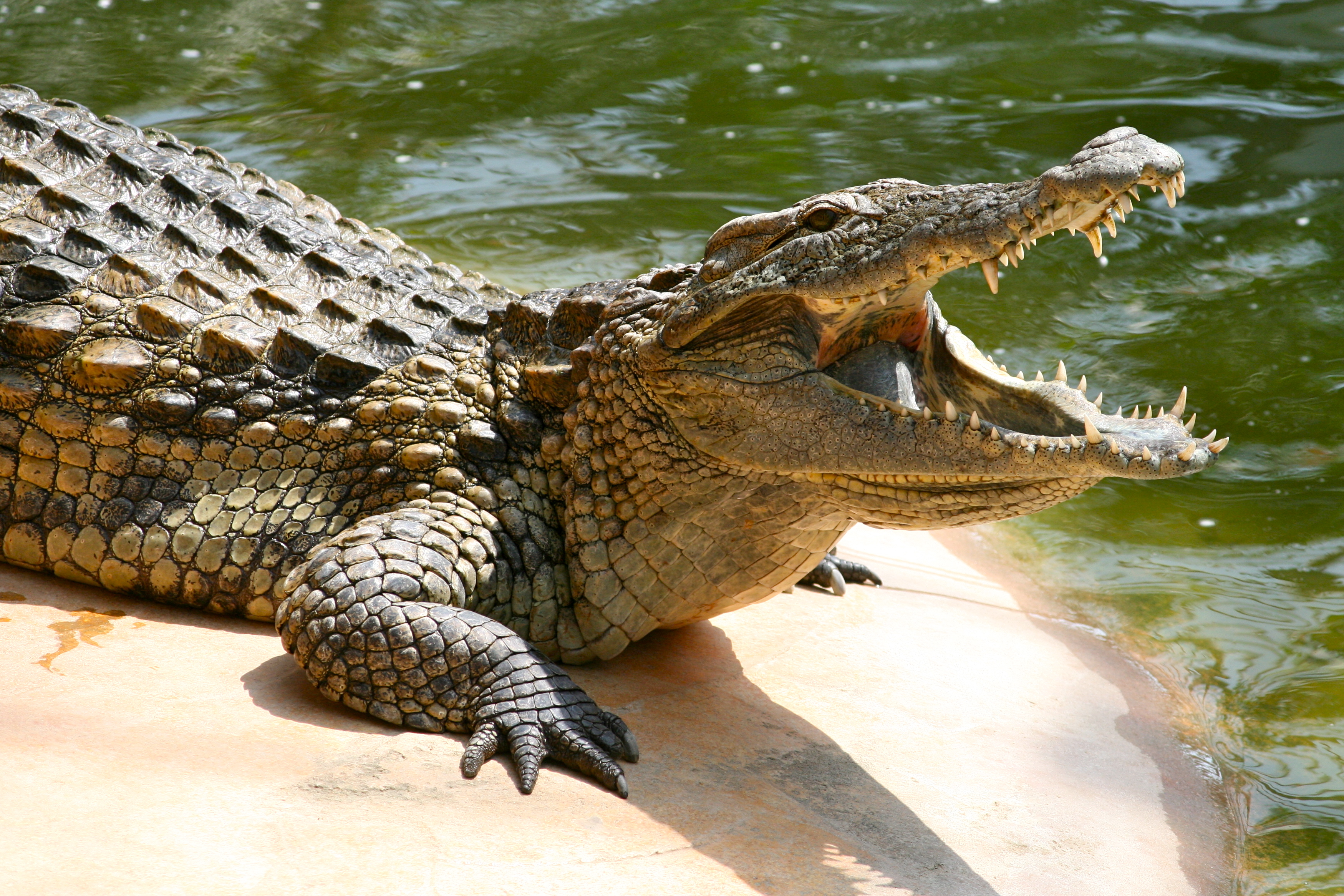 Cool Crocodile