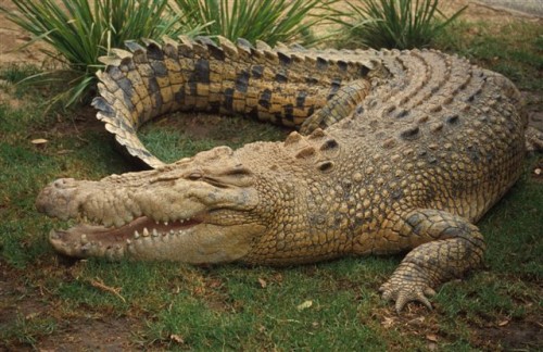 Pretty Crocodile