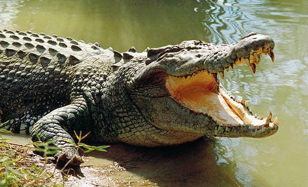 Wallpaper Crocodile