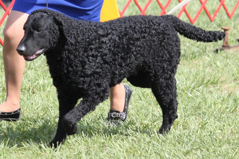 Cool Curly-Coated Retriever - Dog Breed