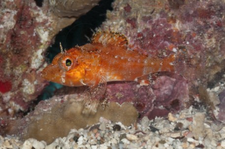 Deepwater scorpionfish
