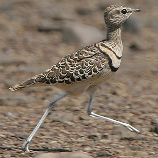 Pretty Double-banded courser