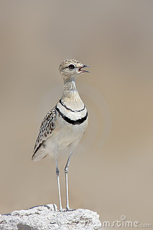 Pretty Double-banded courser