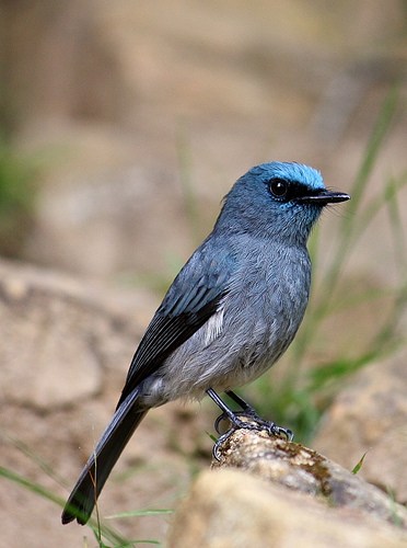 Pretty Dull-blue flycatcher