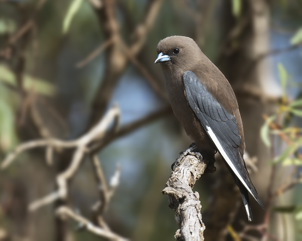 Pretty Dusky woodswallow