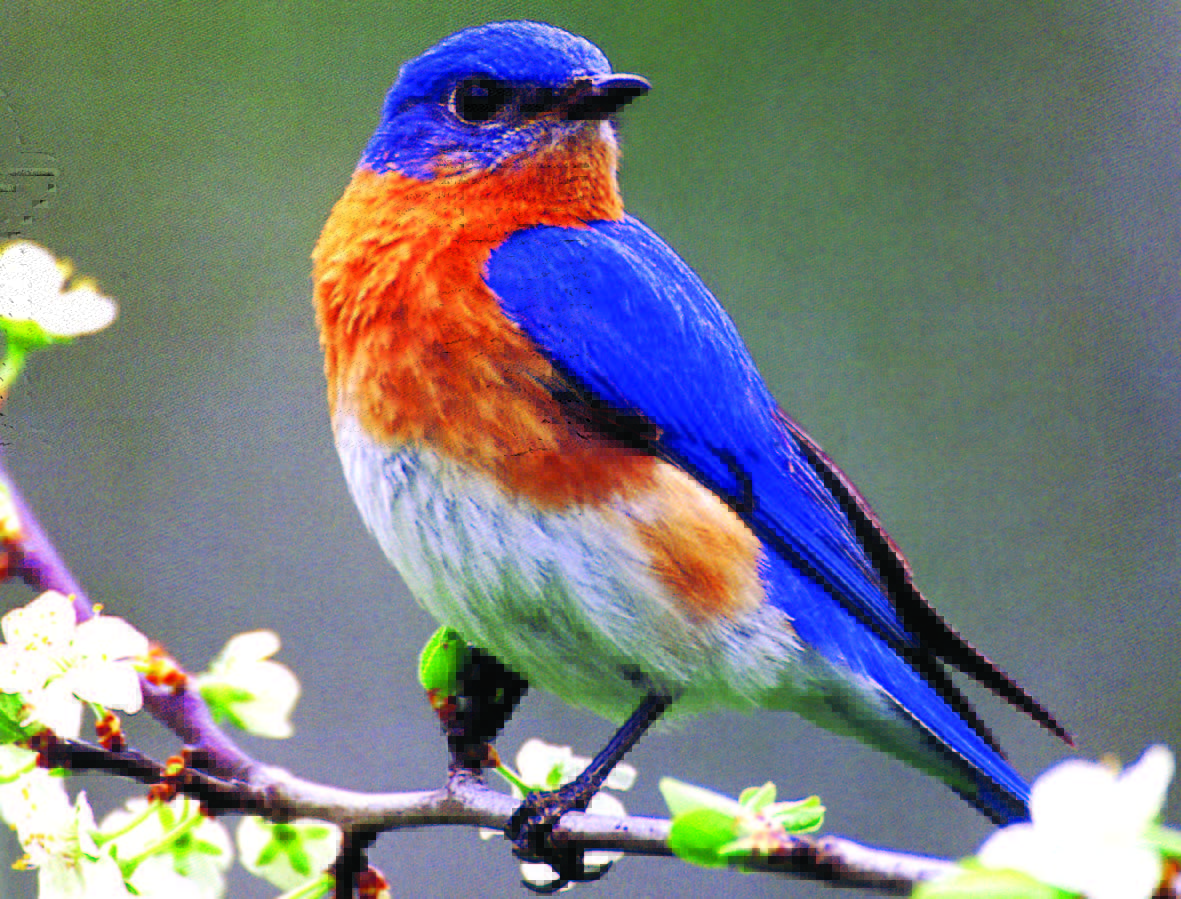 Pretty Eastern bluebird