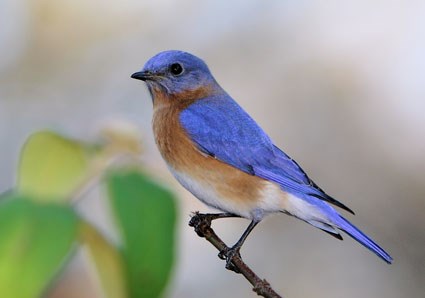 Pretty Eastern bluebird