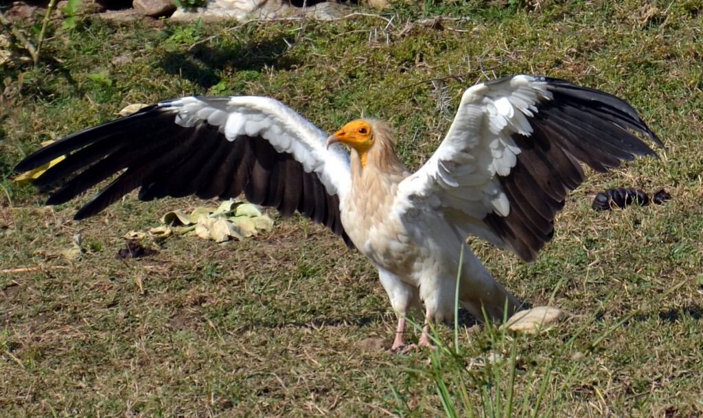 Pretty Egyptian vulture