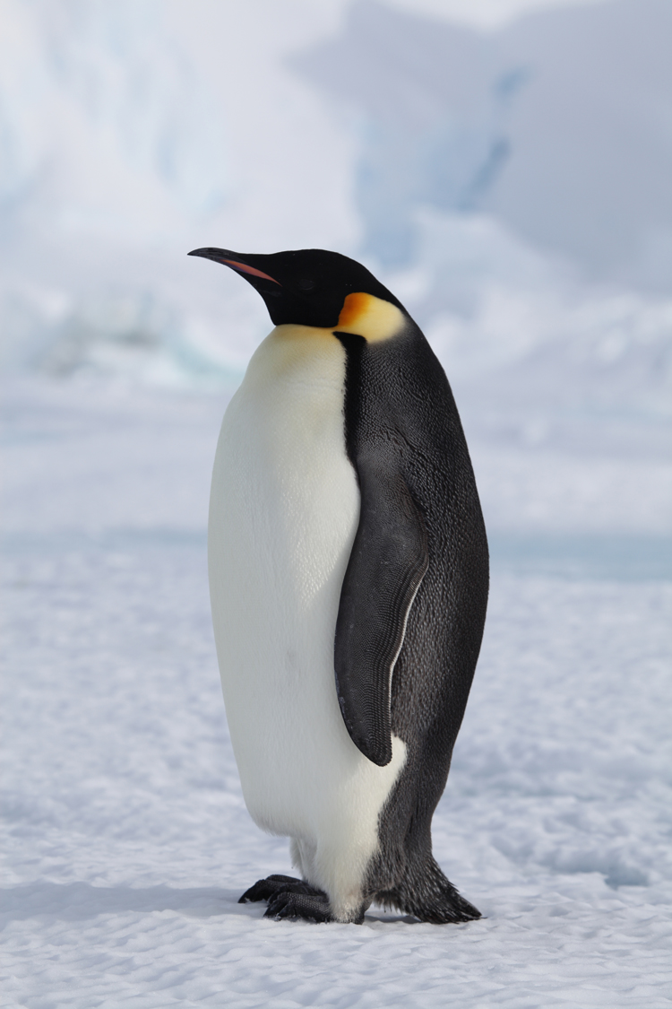 Pretty Emperor penguin