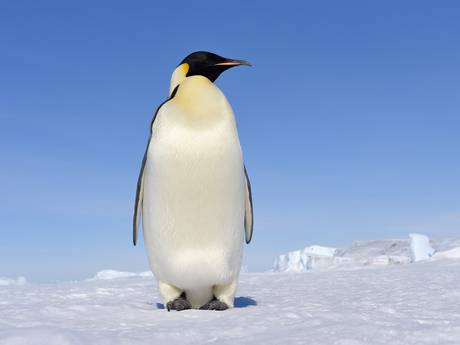 Pretty Emperor penguin