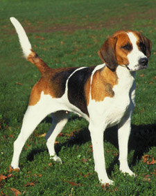Nice English Foxhound - Dog Breed