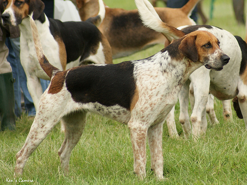Pretty English Foxhound - Dog Breed