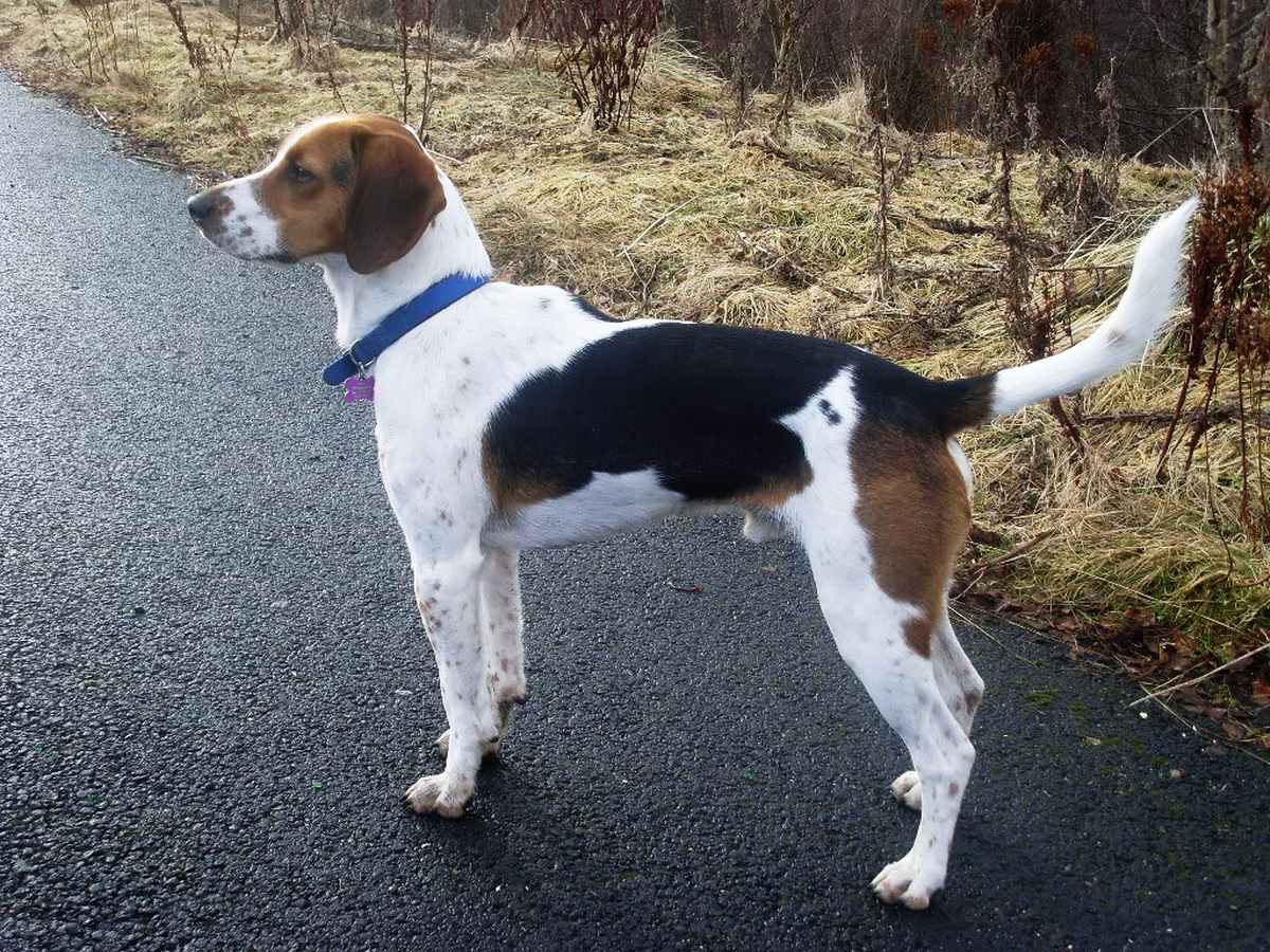 Wallpaper English Foxhound - Dog Breed