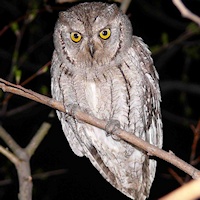 Pretty Eurasian scops-owl