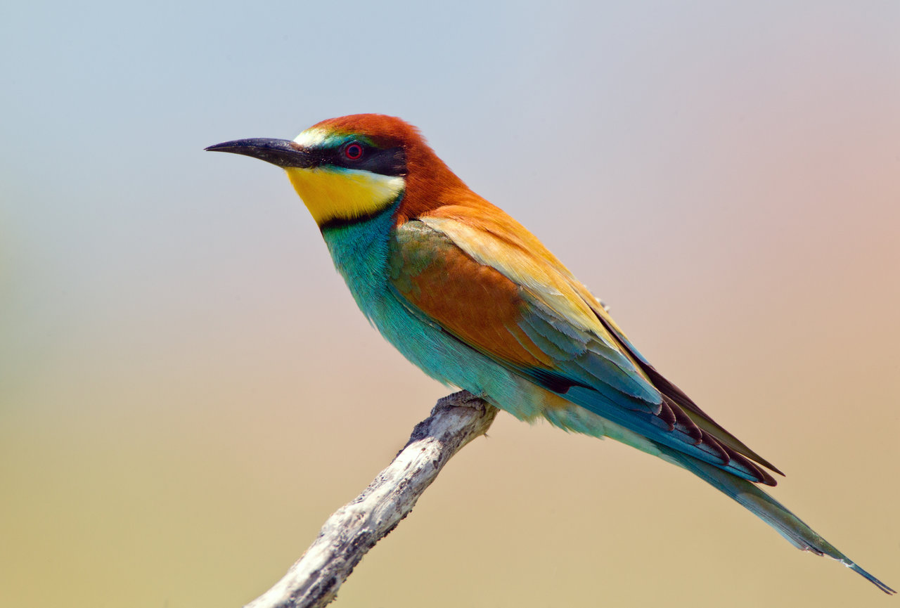 Pretty European bee-eater