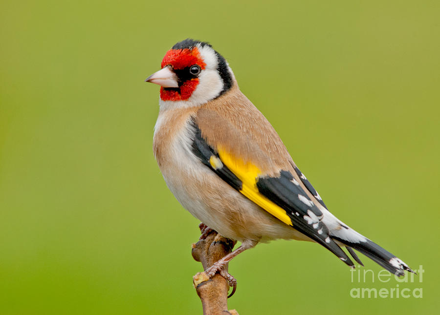 European goldfinch