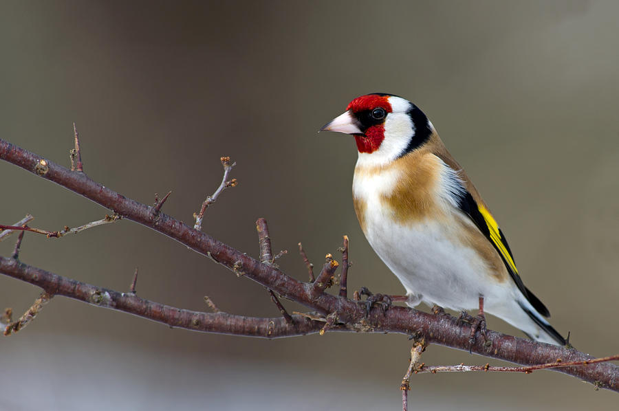 Pretty European goldfinch