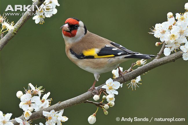 Pretty European goldfinch