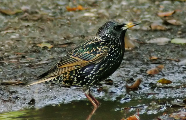 Pretty European starling