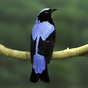 Pretty Fairy bluebird