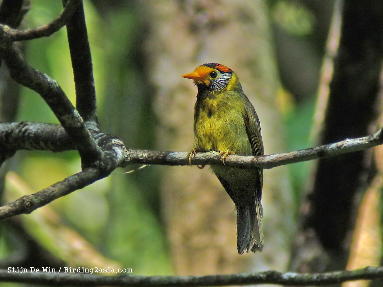 Flame-templed babbler