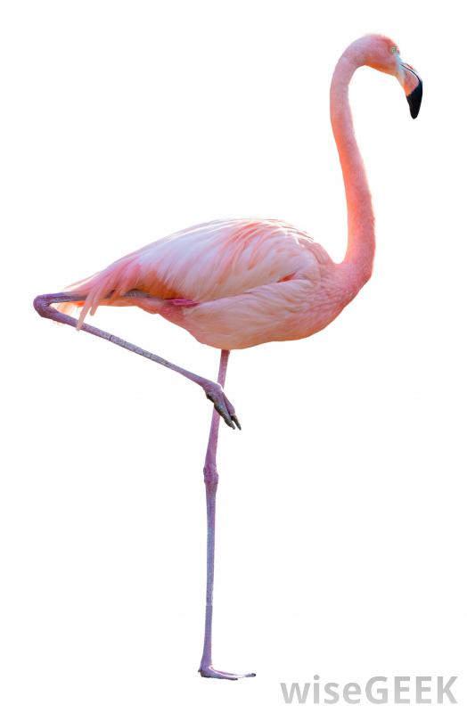 Photo Flamingo