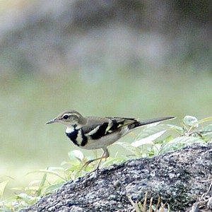 Pretty Forest wagtail