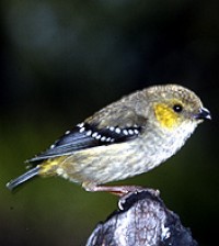 Pretty Forty-spotted pardalote