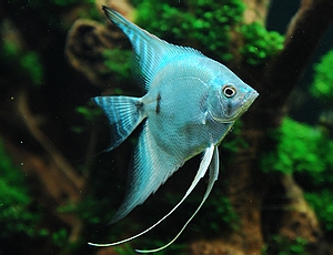 Pretty Freshwater angelfish