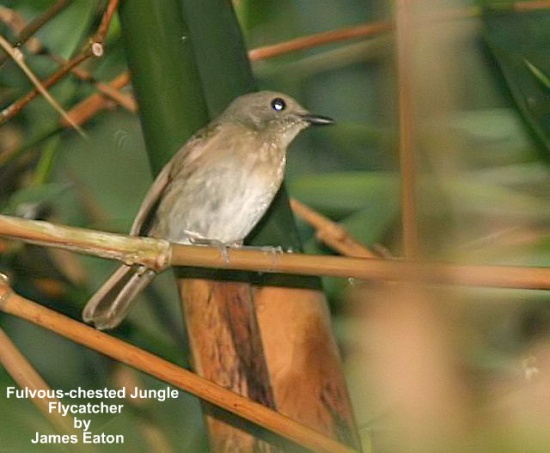 Fulvous-chested jungle-flycatcher