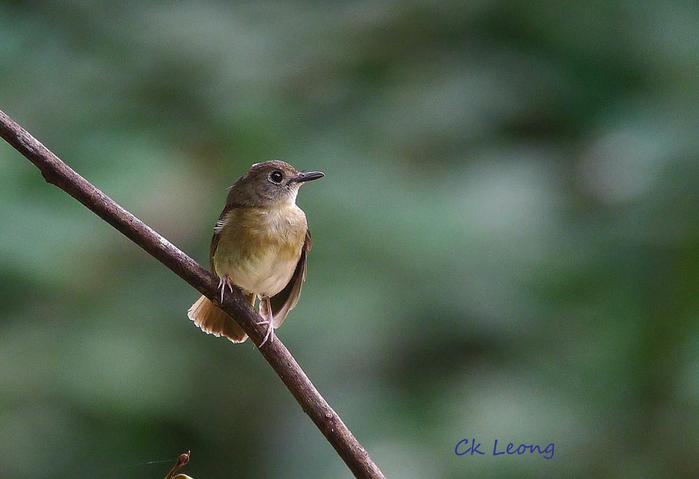 Pretty Fulvous-chested jungle-flycatcher
