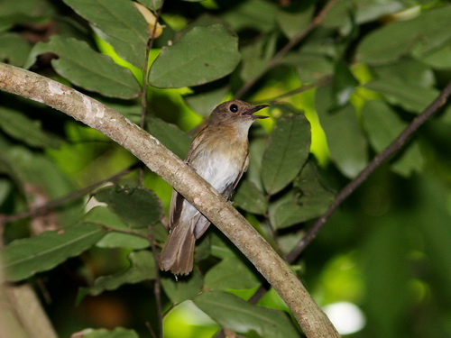 Pretty Fulvous-chested jungle-flycatcher