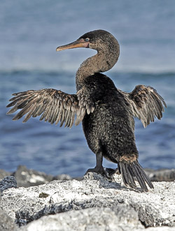Galapagos cormorant
