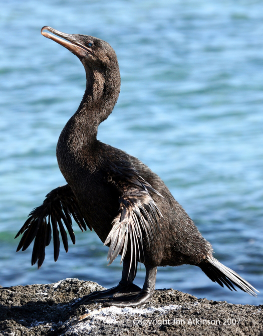 Pretty Galapagos cormorant