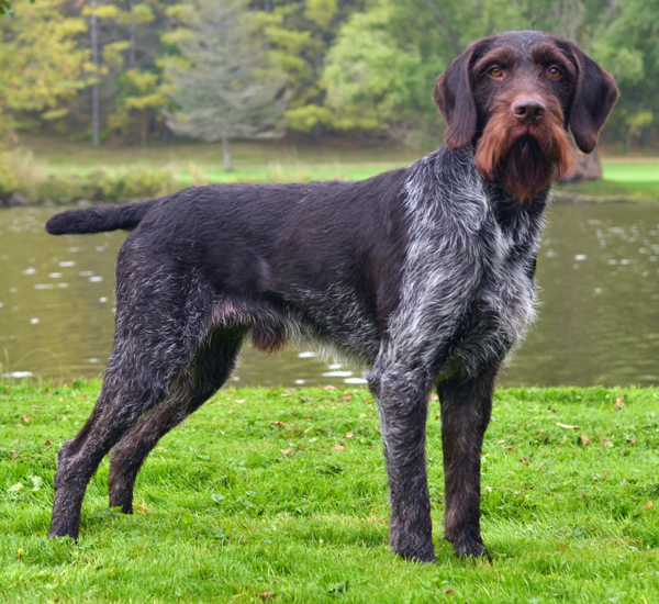 Pretty German Wirehaired Pointer - Dog Breed