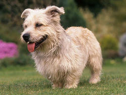 Glen of Imaal Terrier - Dog Breed photo 