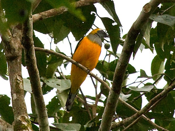 Pretty Golden cuckoo-shrike