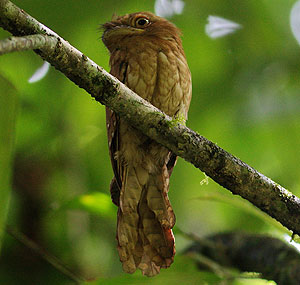 Gould’s frogmouth