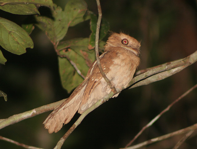 Pretty Gould’s frogmouth