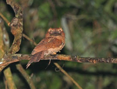 Pretty Gould’s frogmouth